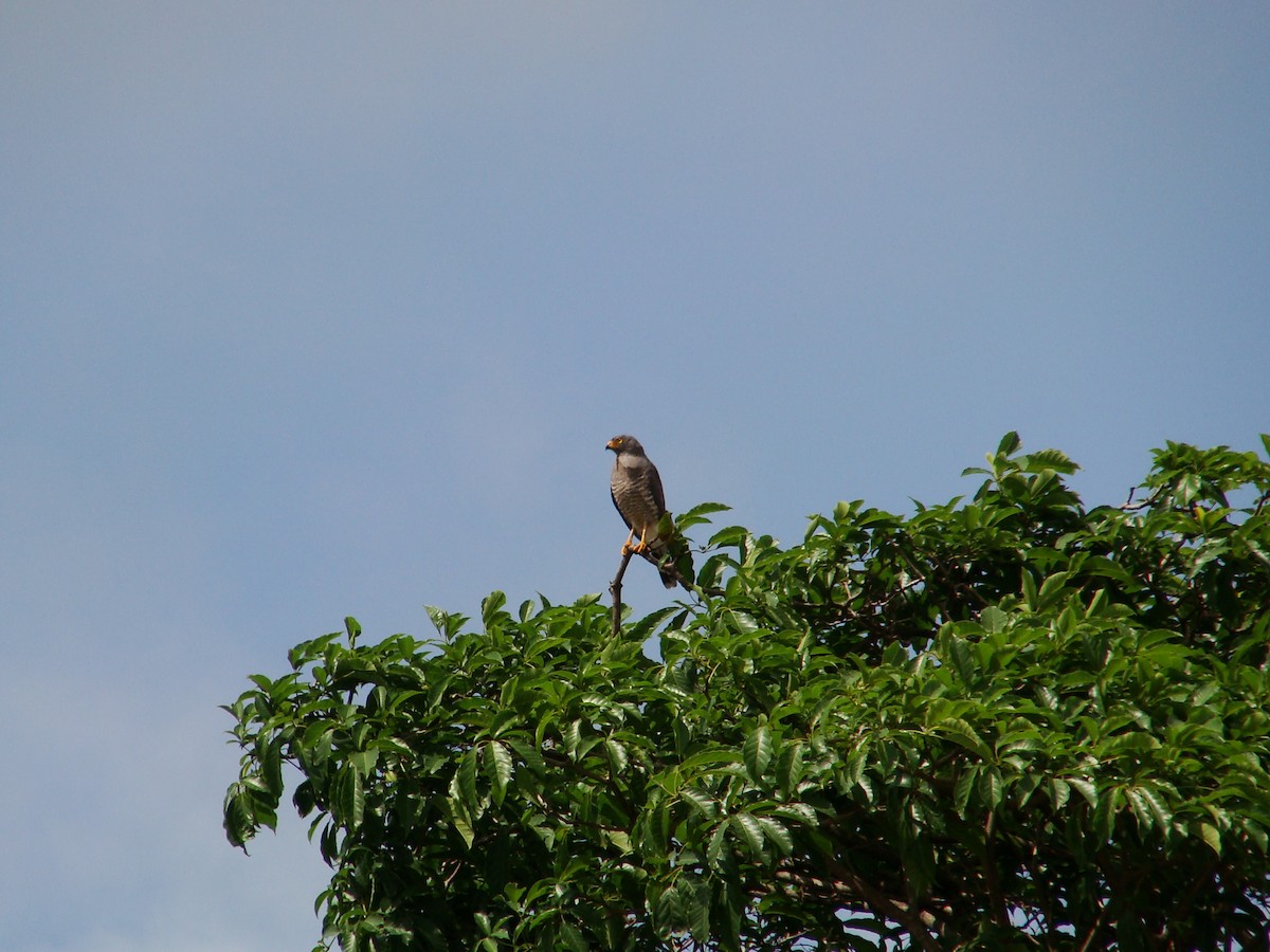 Roadside Hawk - ML392808871