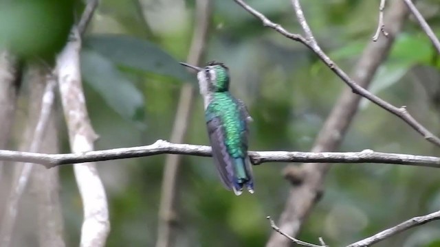 Canivet's Emerald - ML392809181
