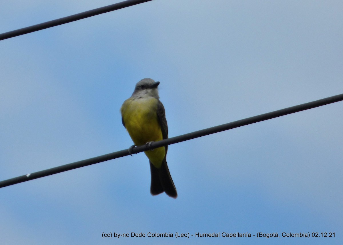 Tropical Kingbird - Leonardo Ortega (Dodo Colombia)