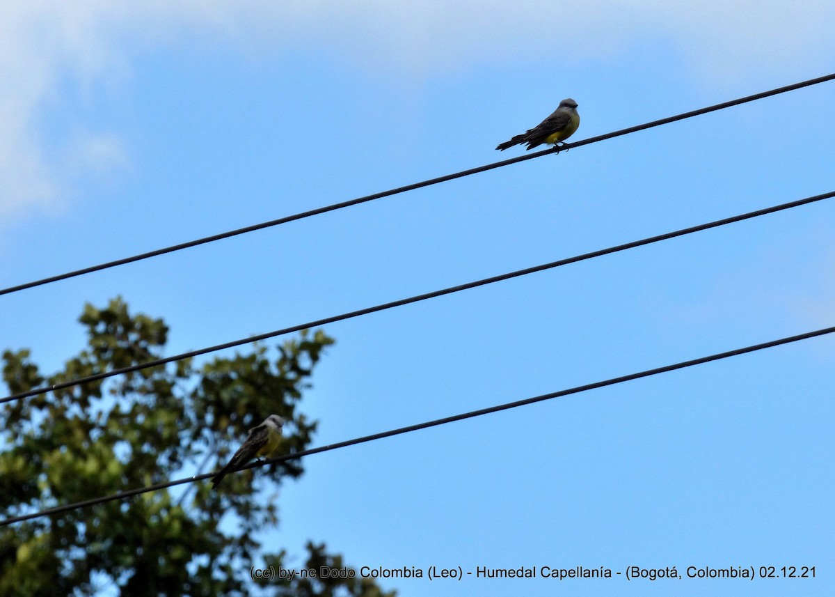 Tropical Kingbird - ML392809491