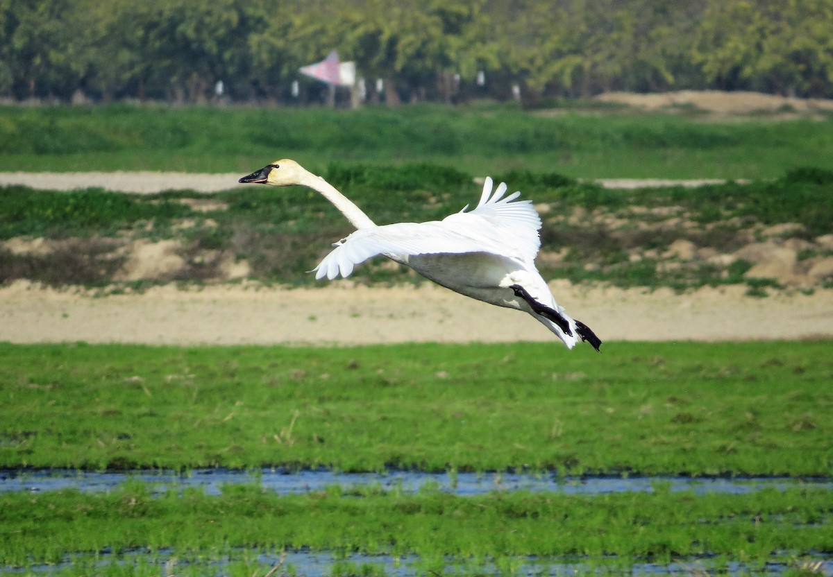 Tundra Swan (Whistling) - ML392810541