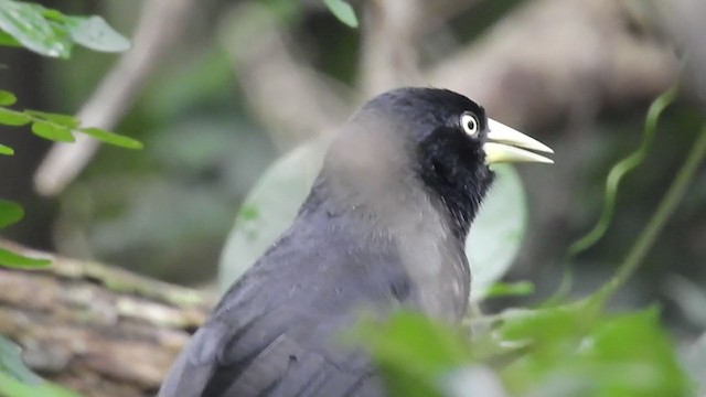 Yellow-billed Cacique - ML392810561