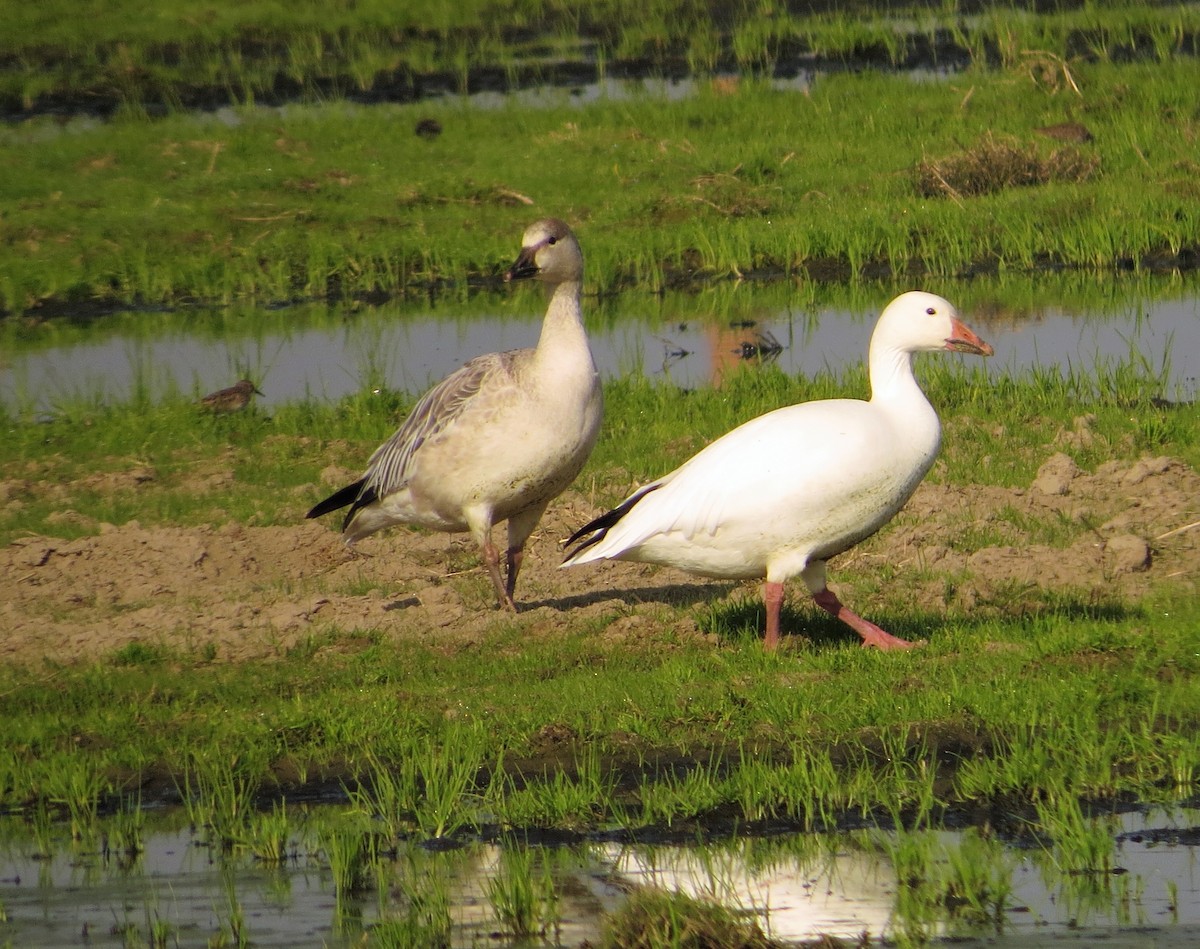 Snow Goose - ML392810871