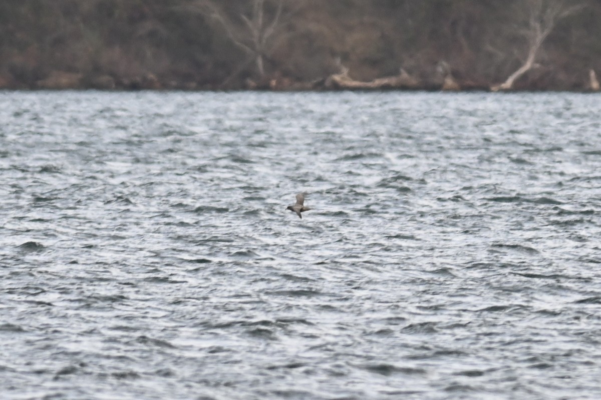 Northern Fulmar - ML392810931