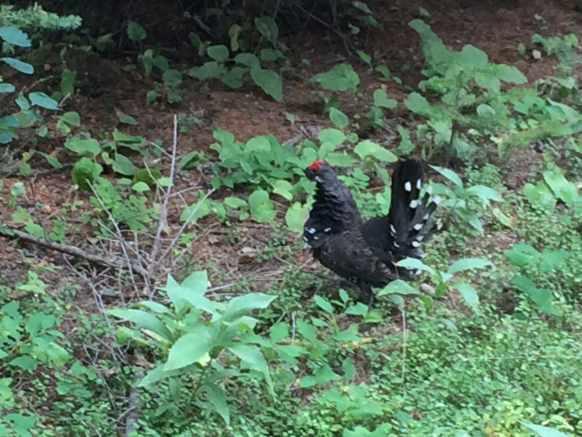 Spruce Grouse - ML39281281