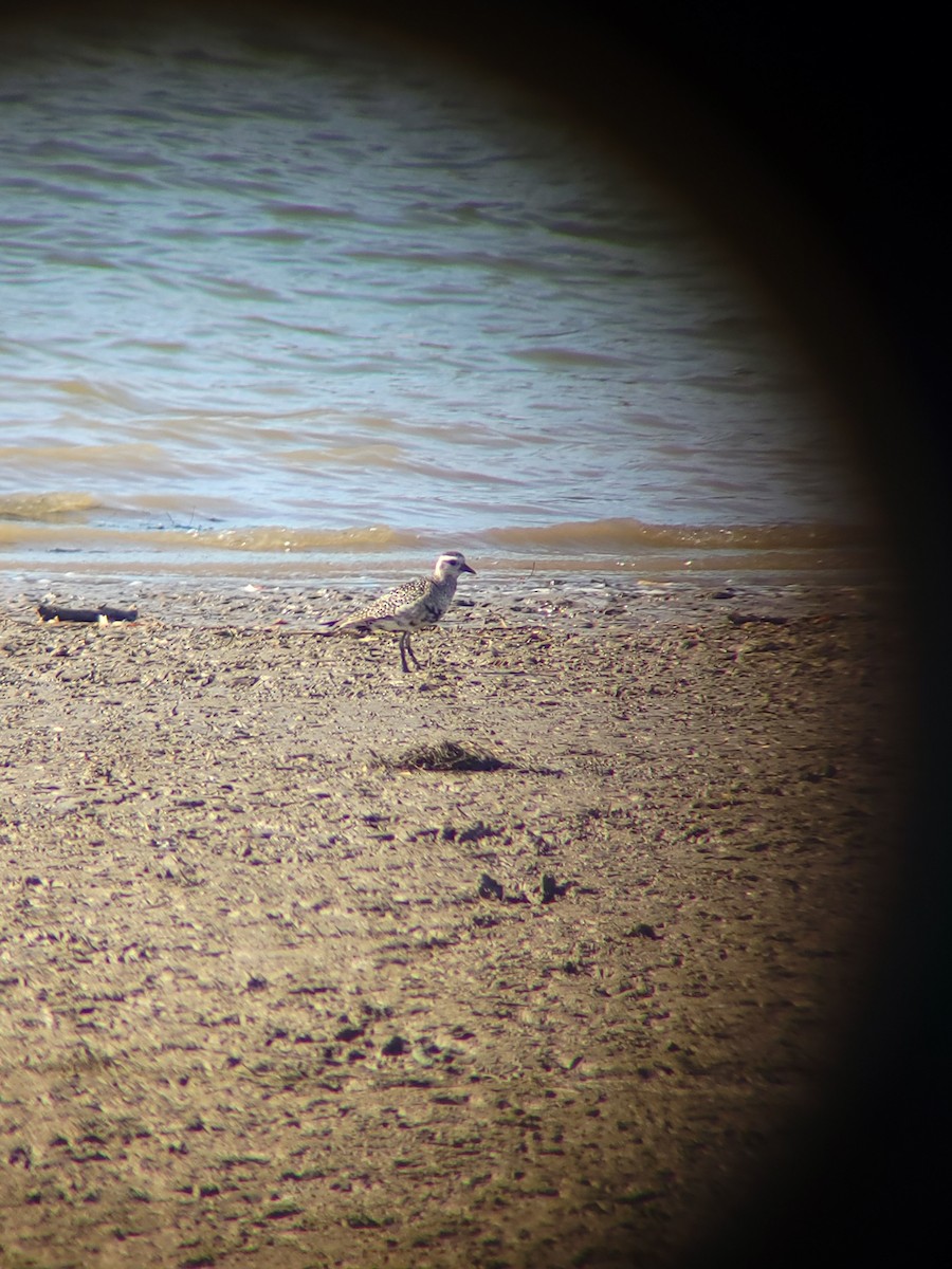 American Golden-Plover - ML392812951