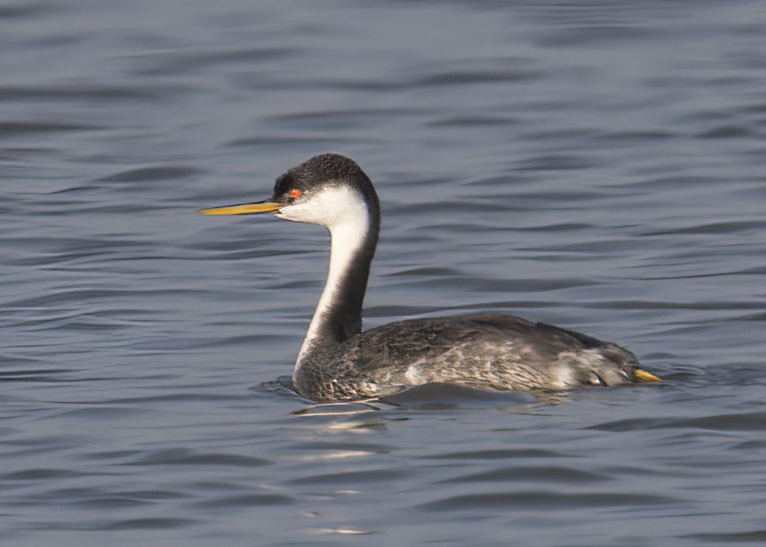 Western Grebe - ML392814291