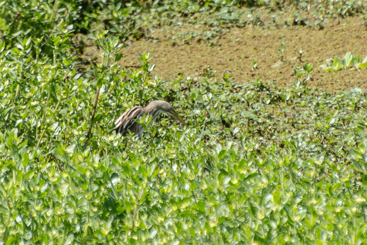 Stripe-backed Bittern - Javier González