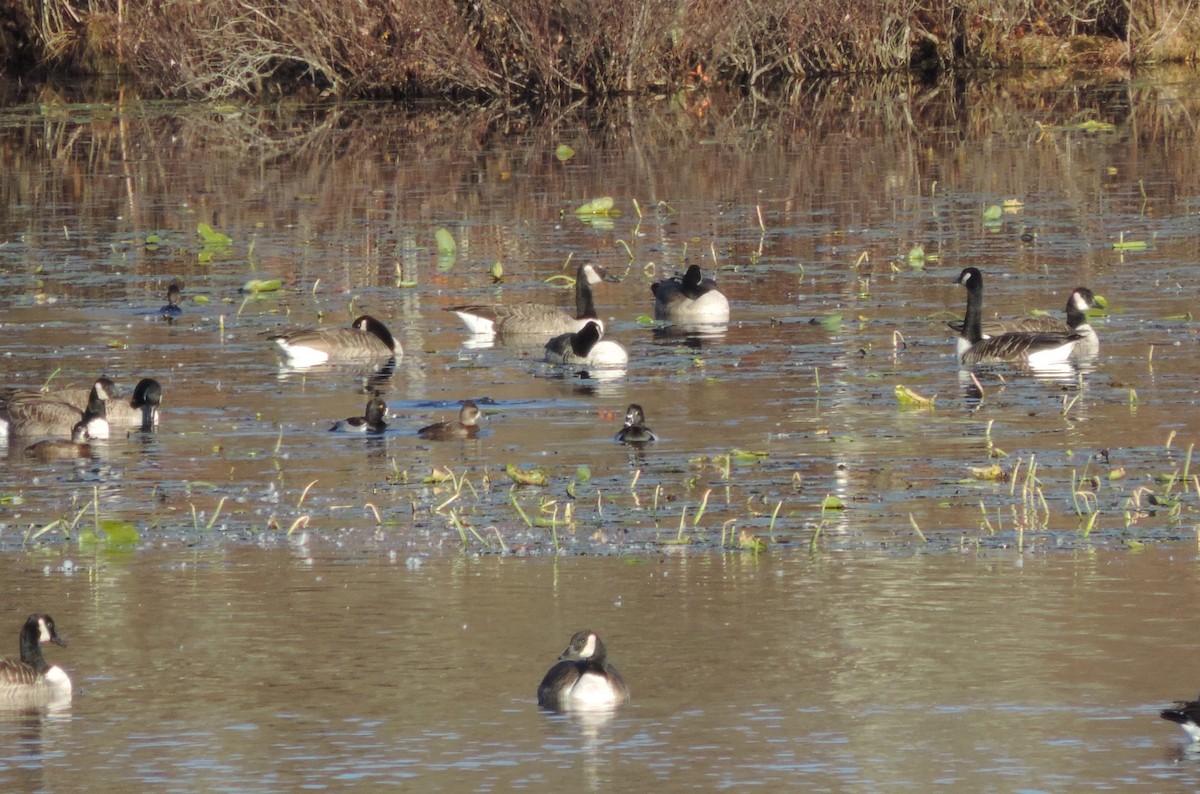 Ring-necked Duck - John McKay