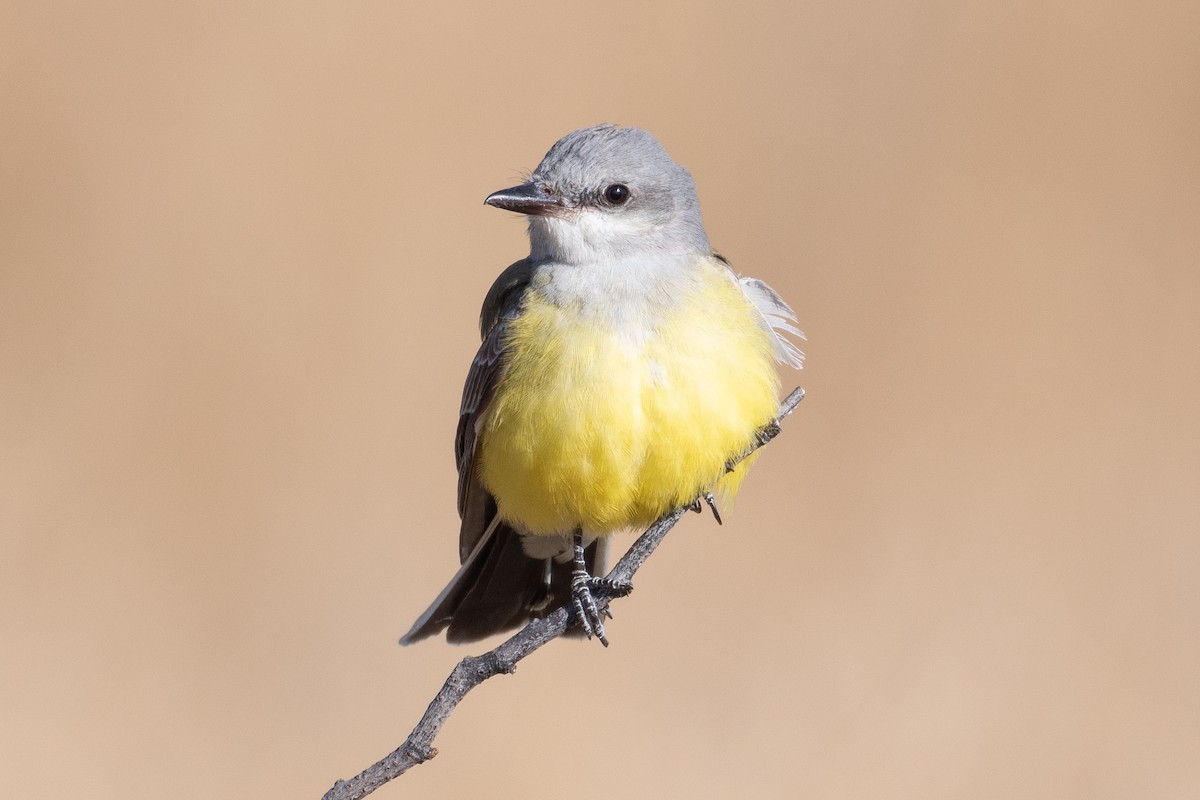 Western Kingbird - ML392817181