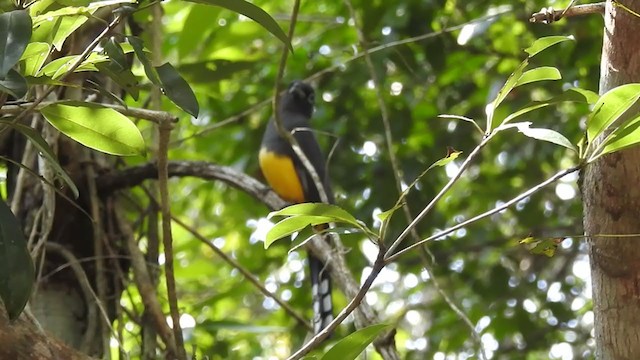 Black-headed Trogon - ML392819081