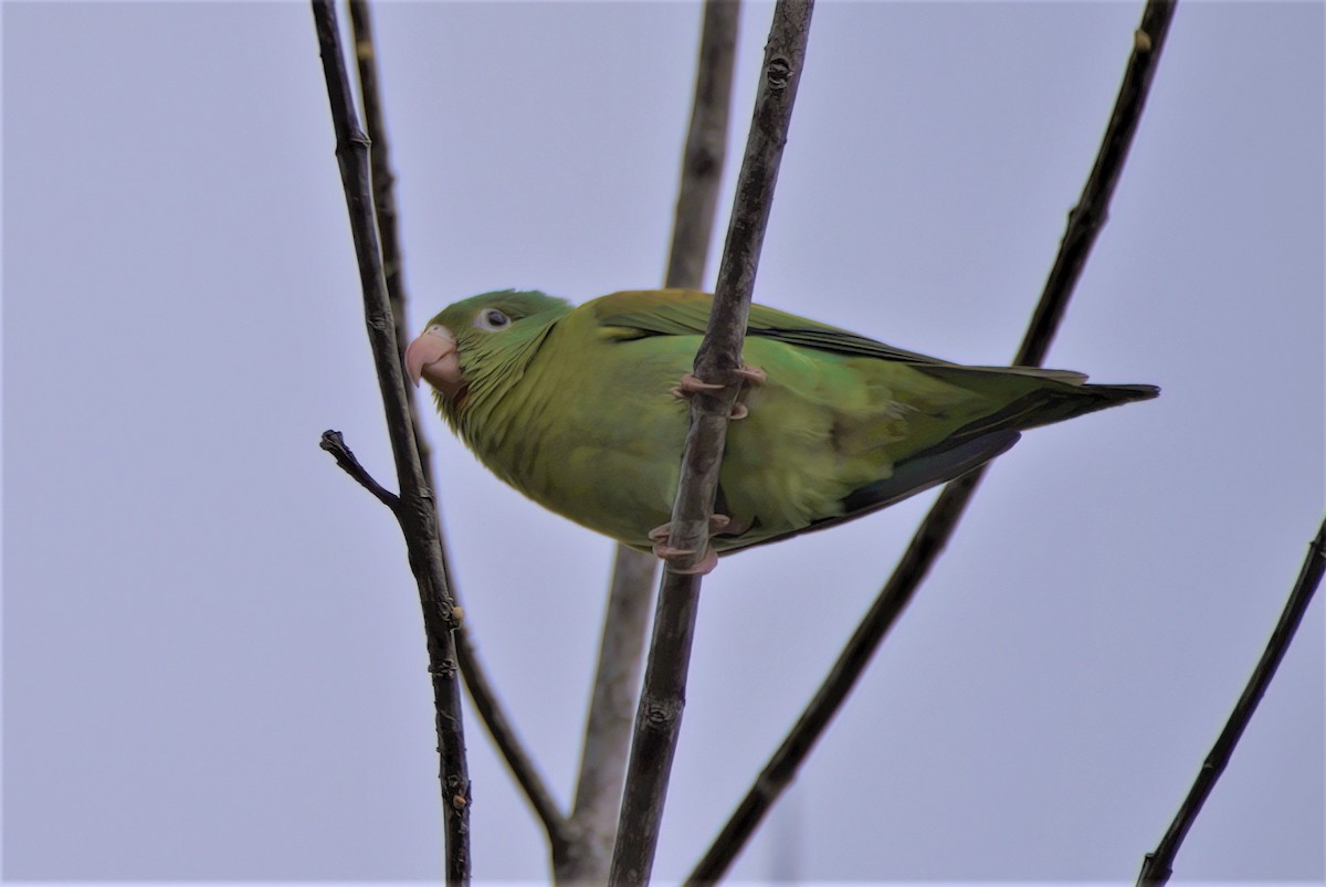 Orange-chinned Parakeet - ML392820031