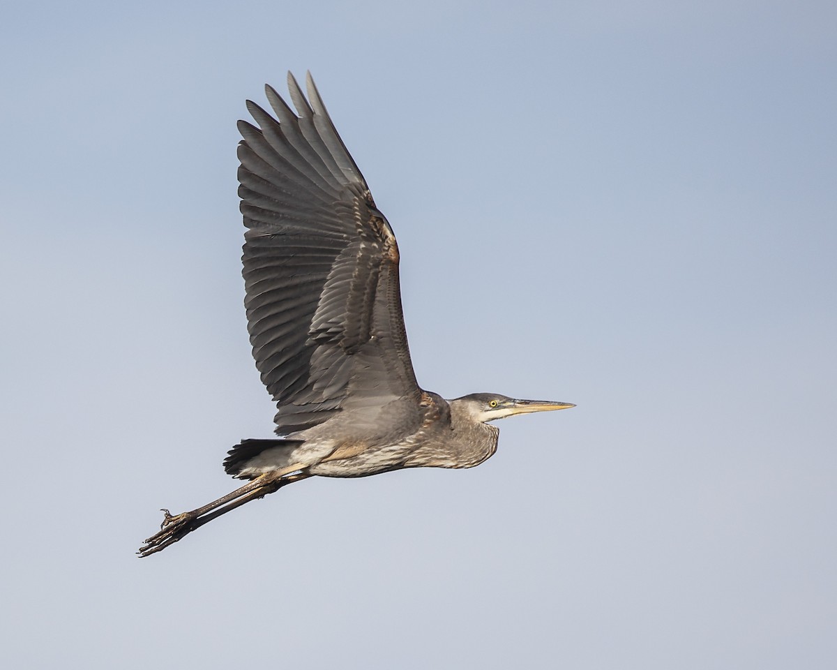 Great Blue Heron - Pat Draisey