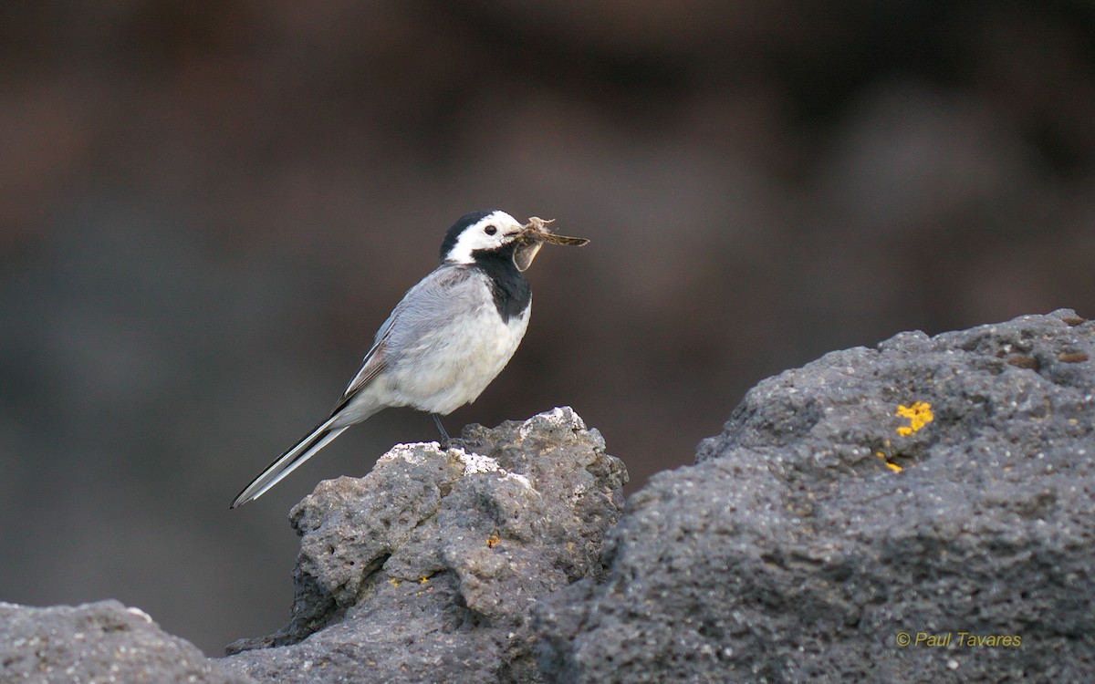 White Wagtail - Paul Tavares