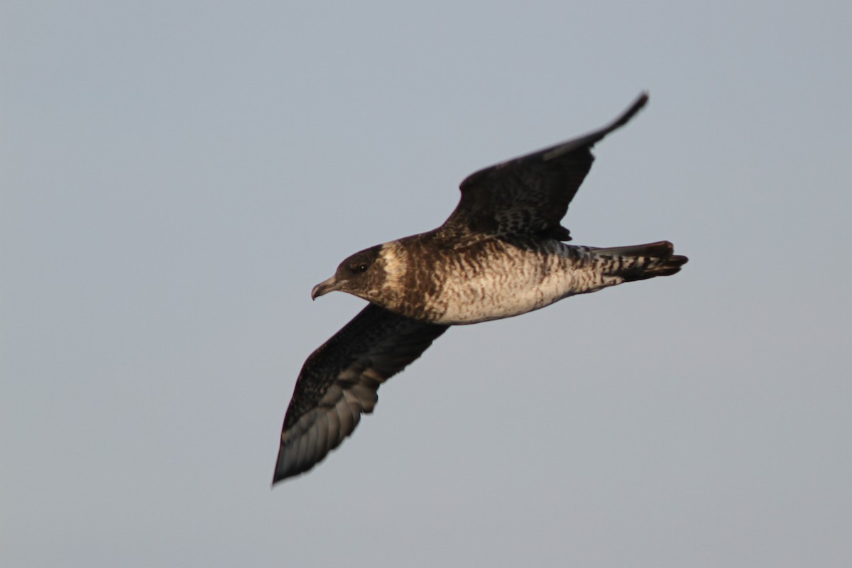 Pomarine Jaeger - Doug Hitchcox