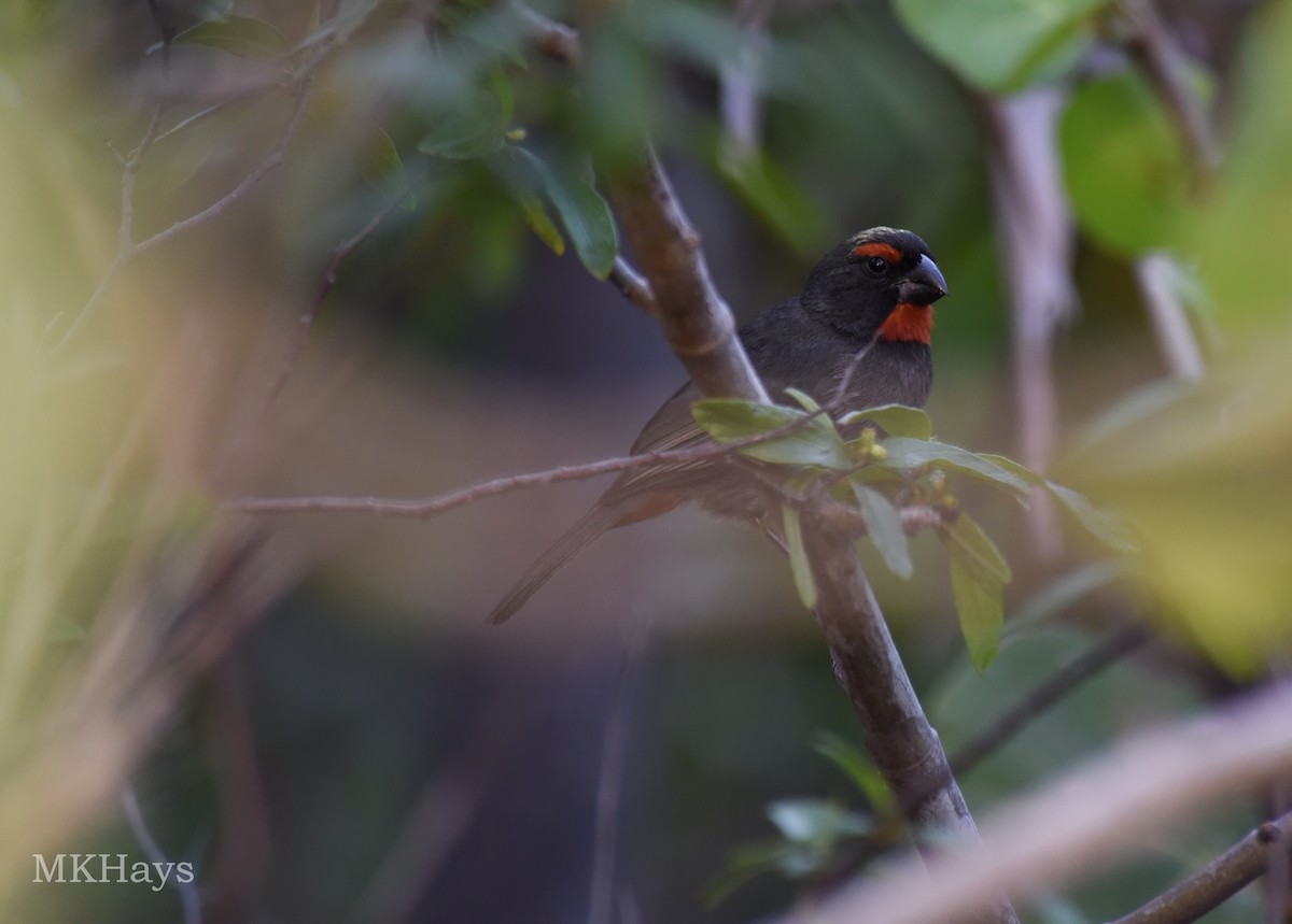 Greater Antillean Bullfinch - ML392826281