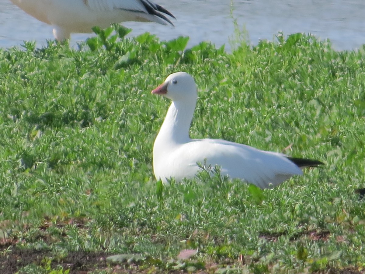 Ross's Goose - ML392826471