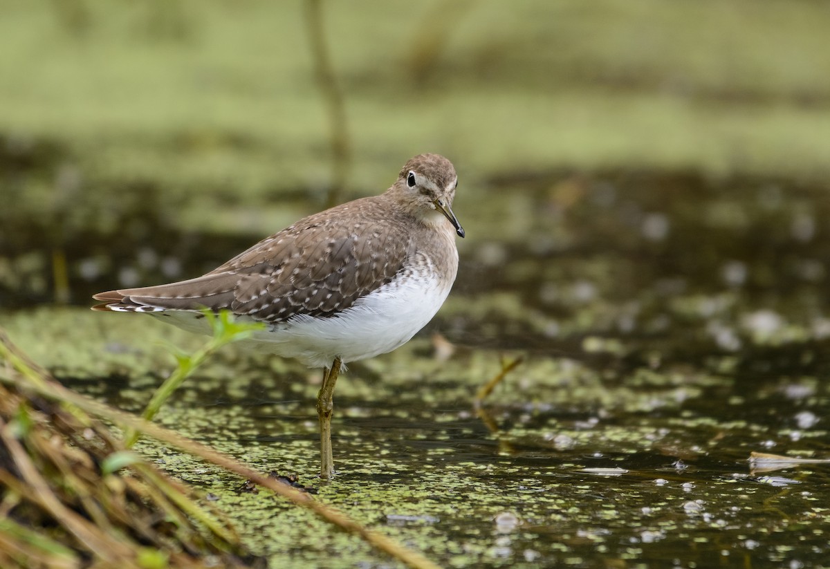 Solitary Sandpiper - ML39282861