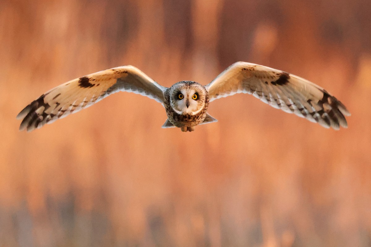 Short-eared Owl - ML392828931