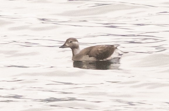 Long-tailed Duck - Caroline Lambert