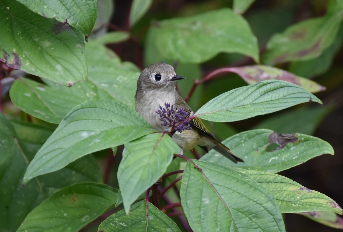 Ruby-crowned Kinglet - Laura Heslin