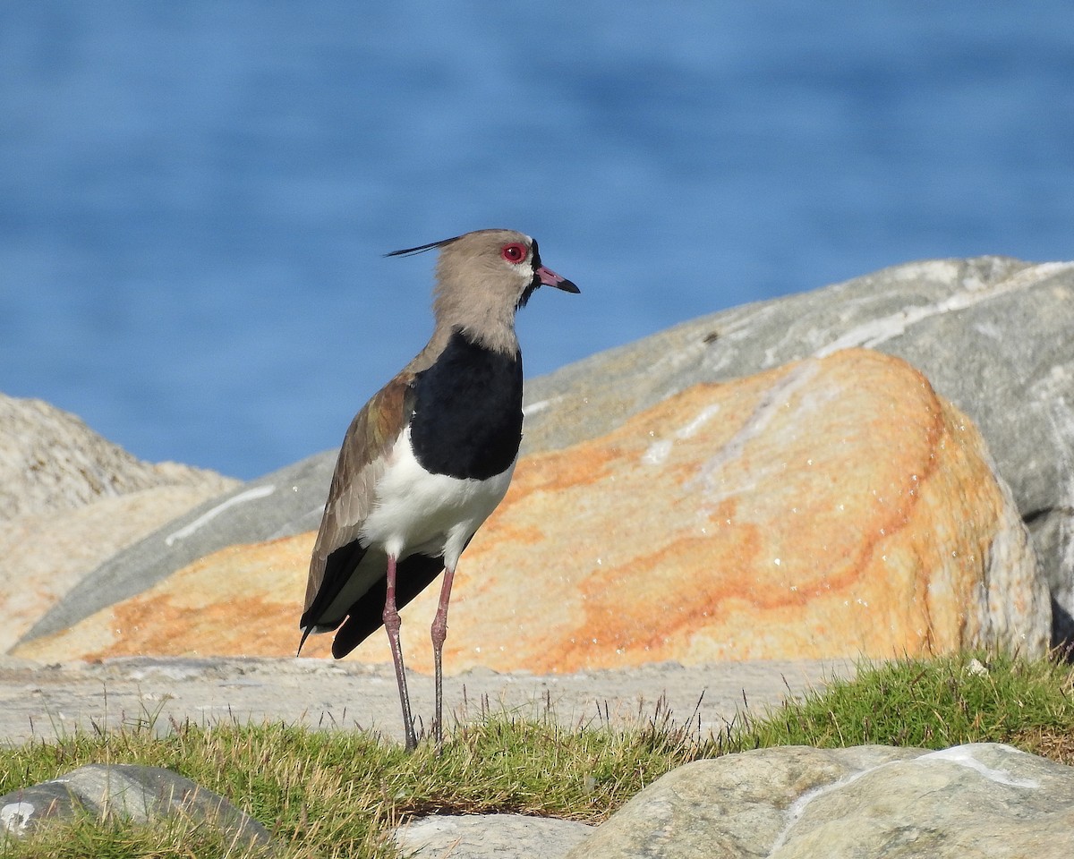 Southern Lapwing - Tania Aguirre