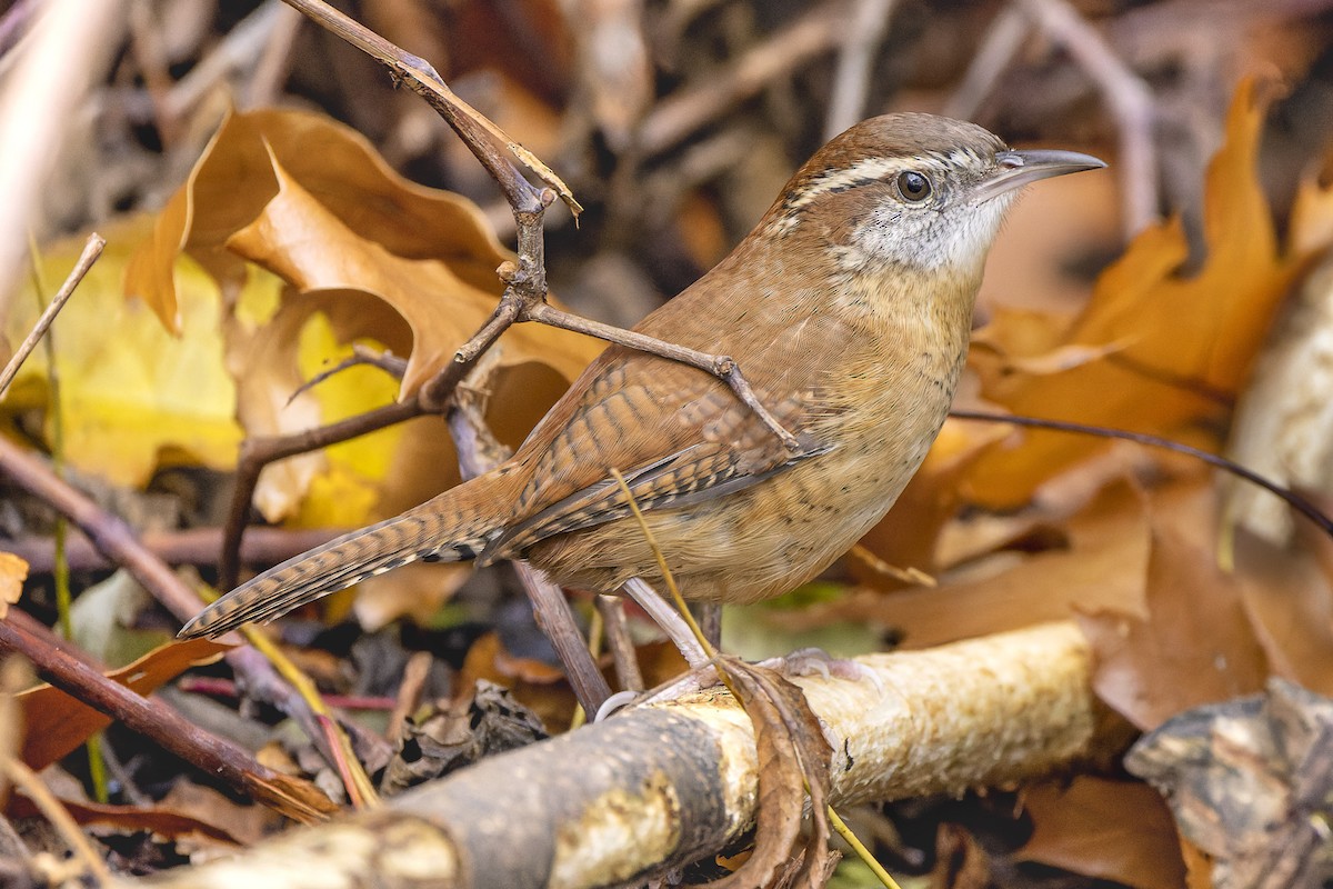 Carolina Wren (Northern) - ML392831871