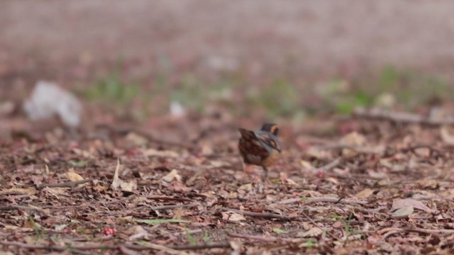 Varied Thrush - ML392832221