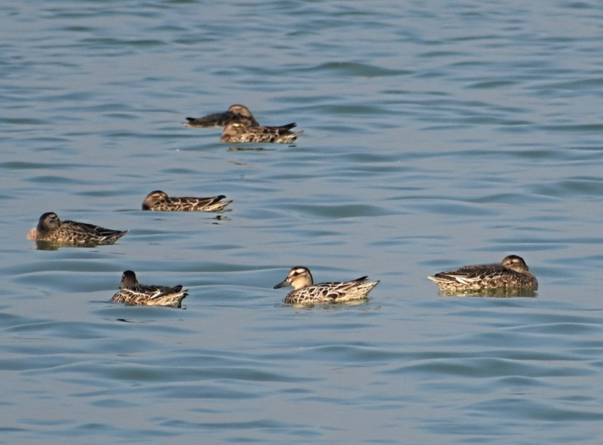 Garganey - ML392832241