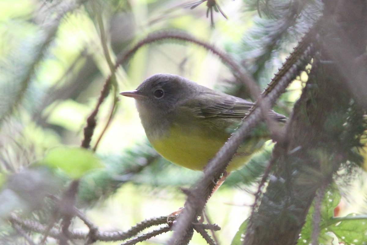 Mourning Warbler - ML39283231