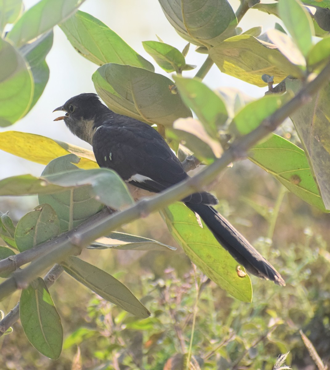 Pied Cuckoo - ML392832311