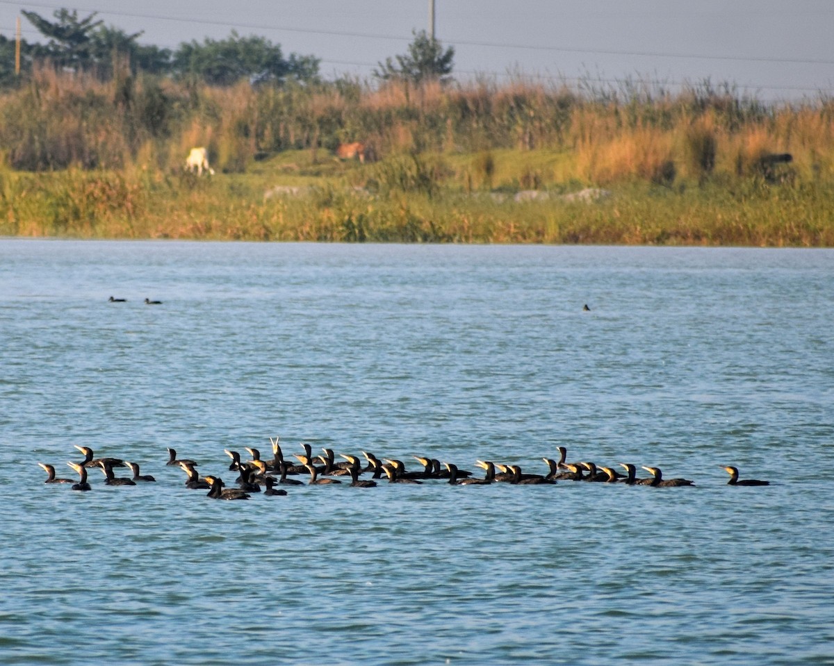 Kormoran - ML392832351