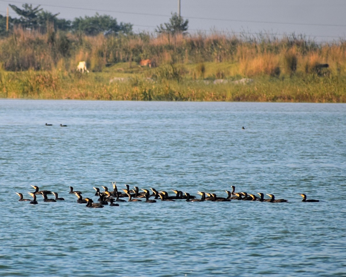 Great Cormorant - ML392832351