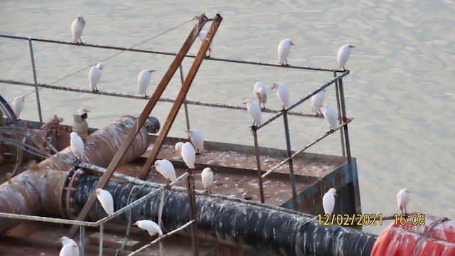 ニシアマサギ - ML392832821