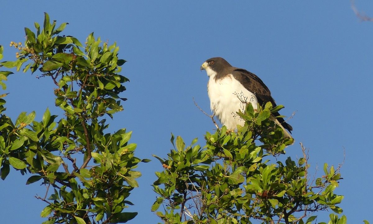 Short-tailed Hawk - Cuneyt Yilmaz