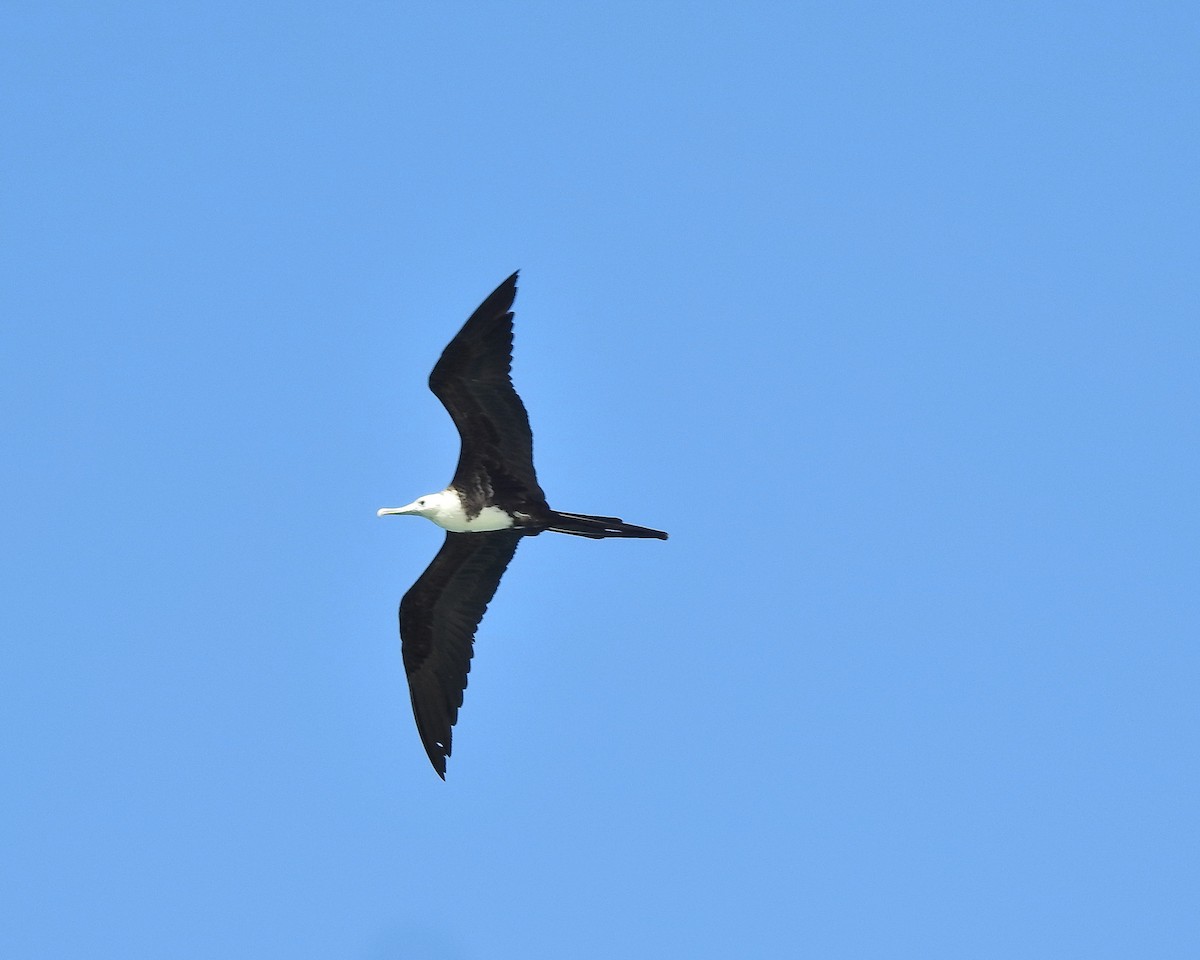 Magnificent Frigatebird - Tania Aguirre