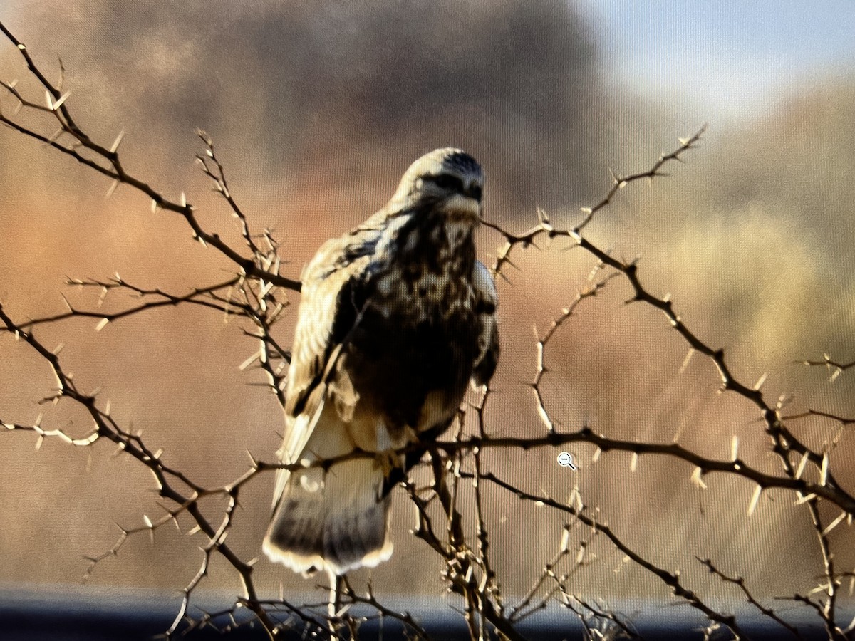 Rough-legged Hawk - ML392836591