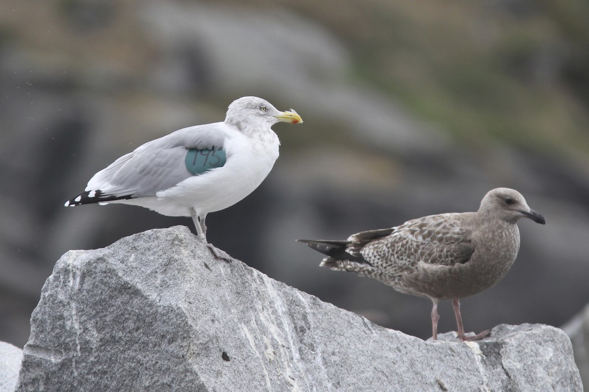 gråmåke (smithsonianus) (amerikagråmåke) - ML39283661