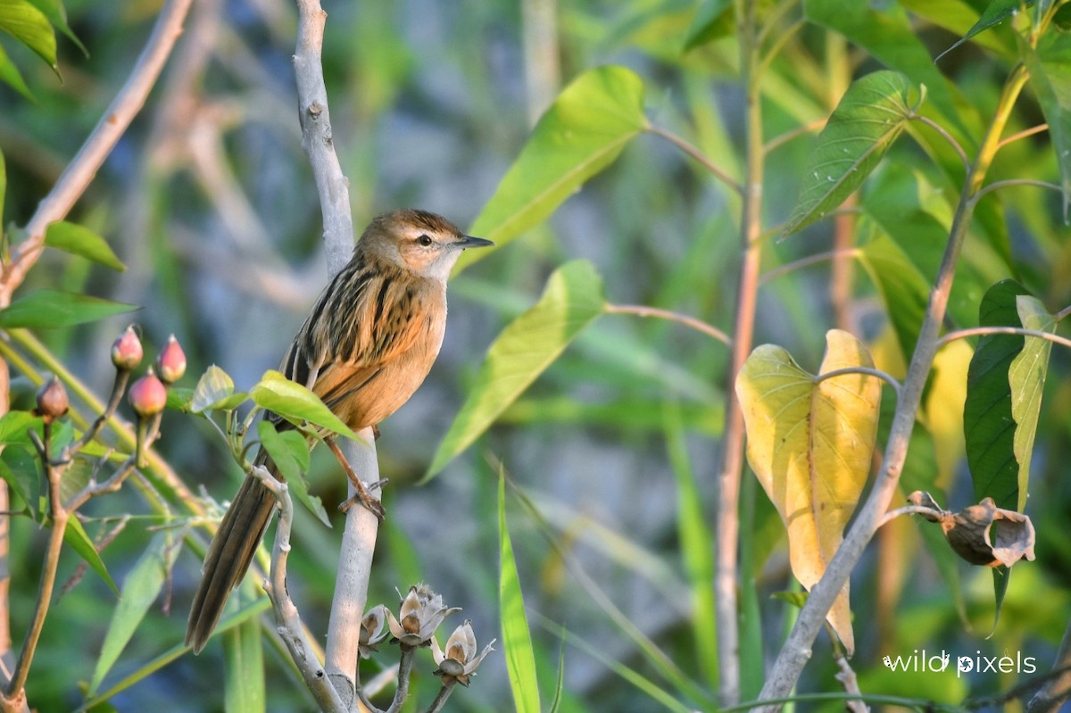 Striated Grassbird - ML392836681