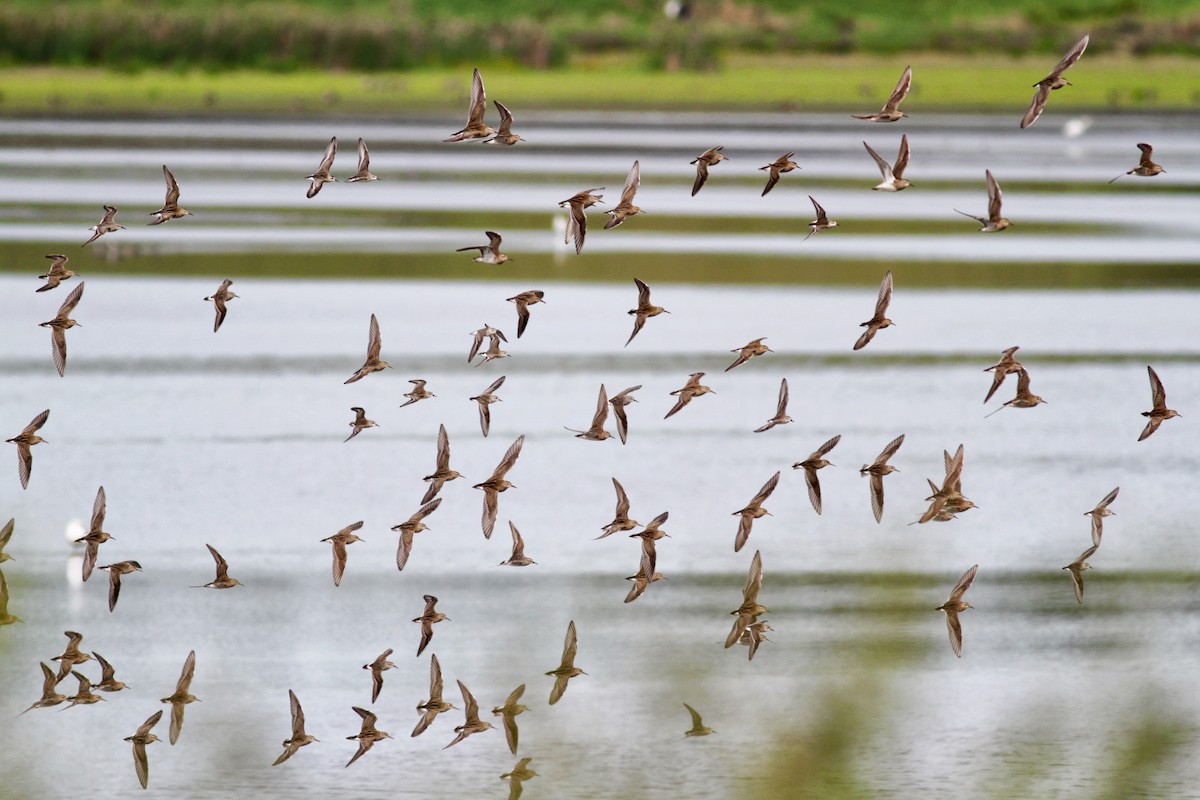 Pectoral Sandpiper - ML39283671