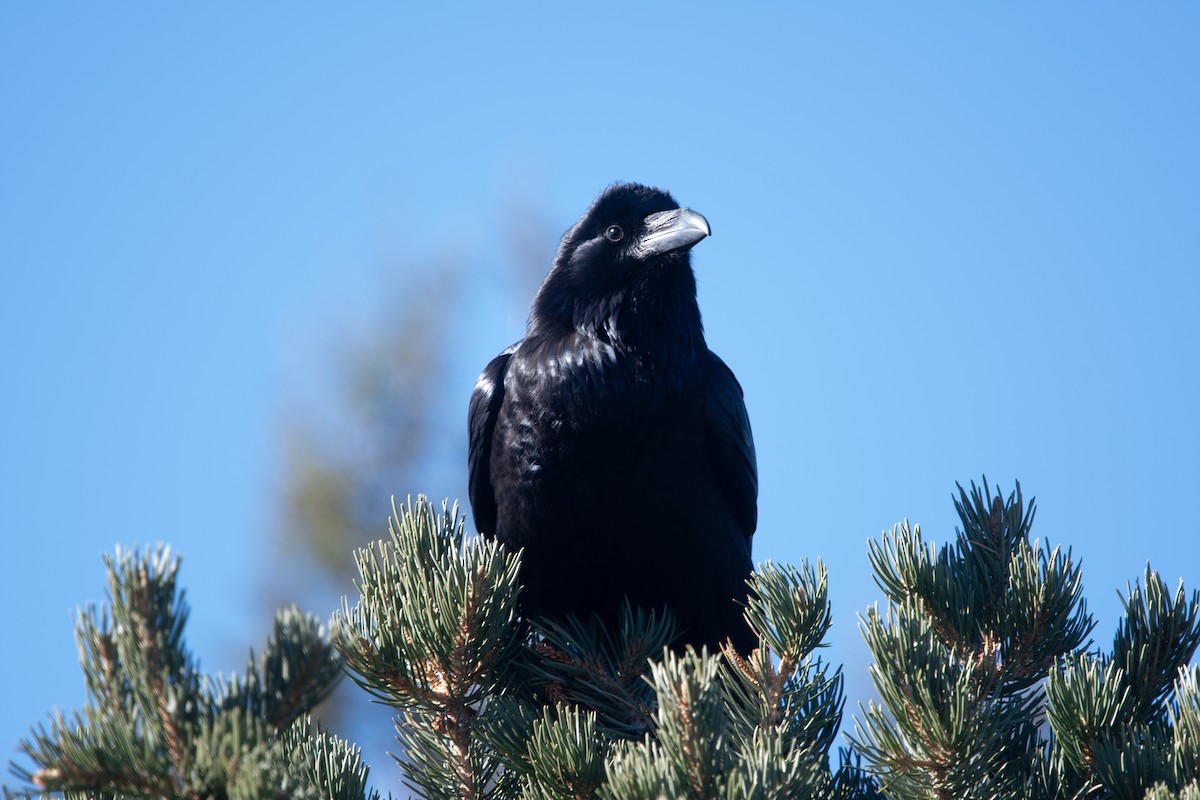 Common Raven - ML392837001