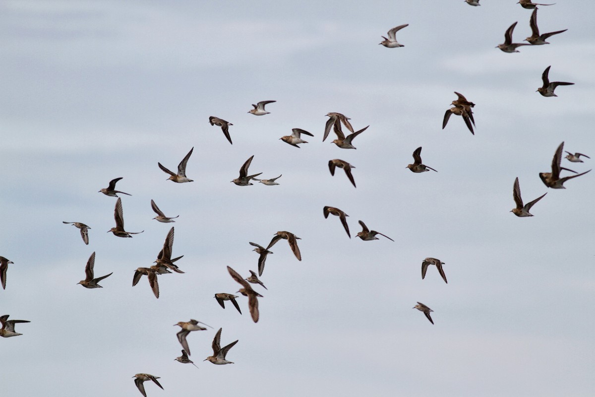 Pectoral Sandpiper - ML39283841