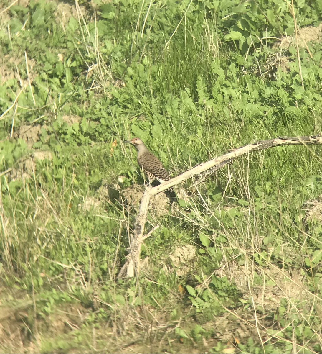 Northern Flicker (Yellow-shafted x Red-shafted) - ML392838591