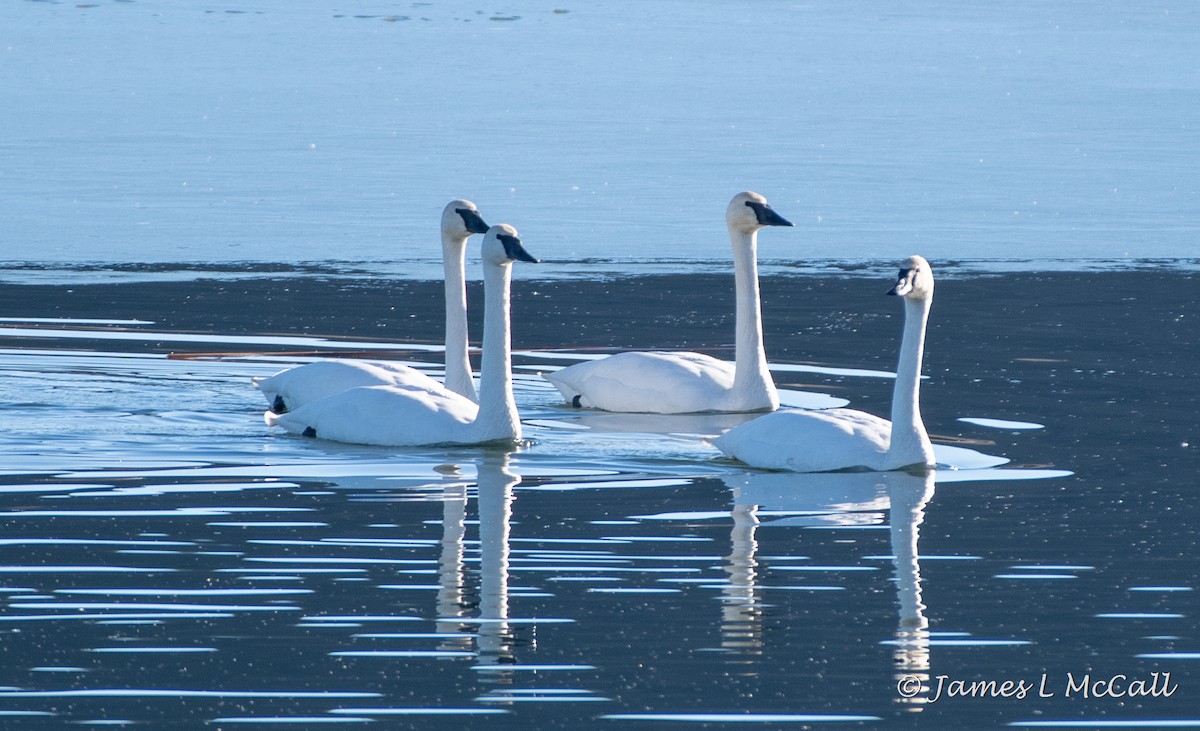 Cisne Trompetero - ML392840051