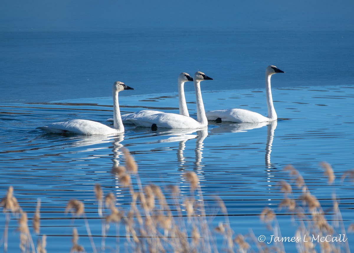 Trumpeter Swan - ML392840231