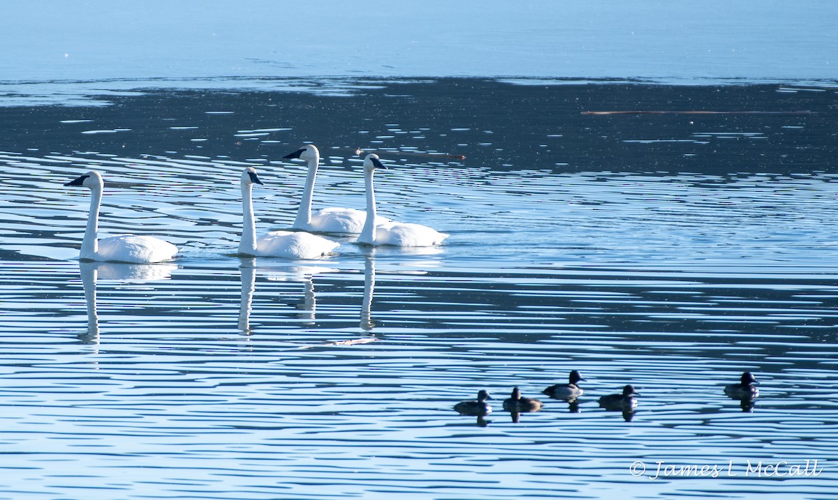 Cygne trompette - ML392840251