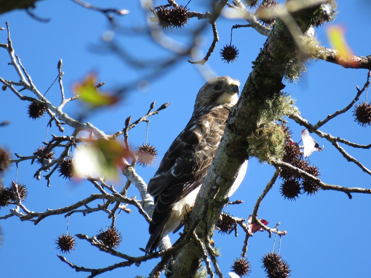 Broad-winged Hawk - ML392840411