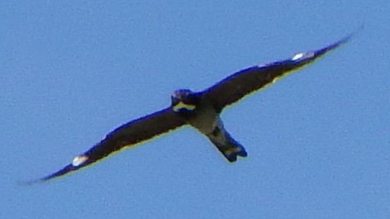 Common Nighthawk - Joe Minor