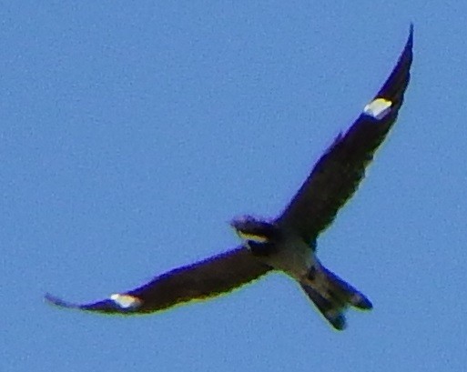 Common Nighthawk - Joe Minor