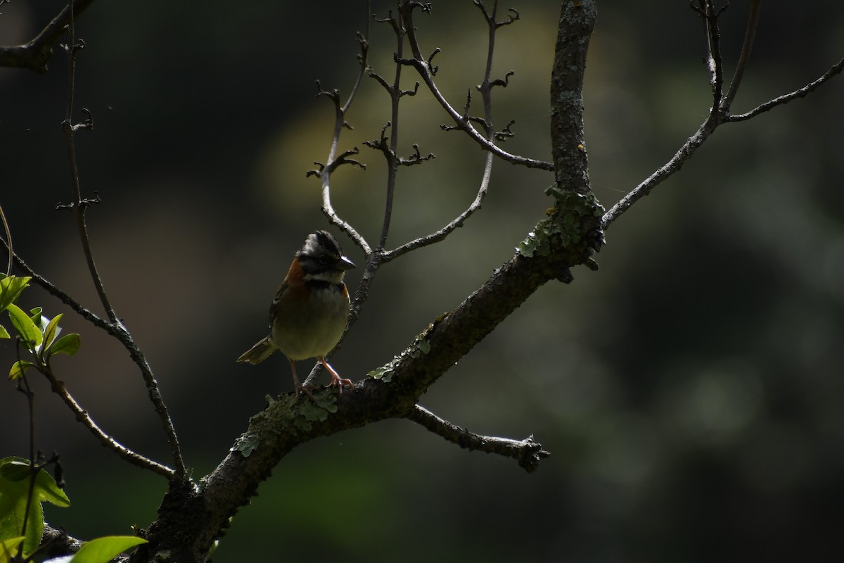 Rufous-collared Sparrow - ML392841521
